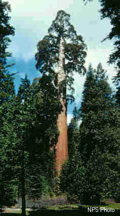 Photo of Grant Tree